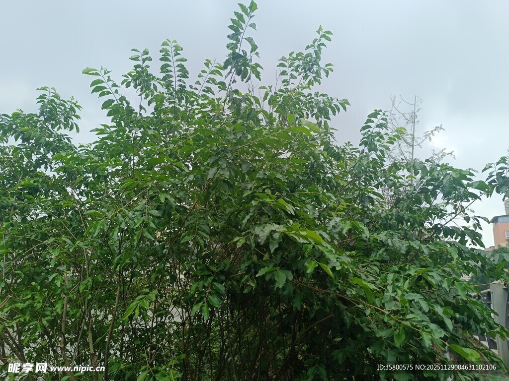 绿叶繁茂的树木