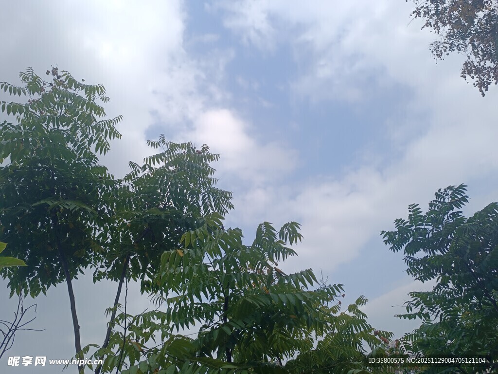 绿树蓝天间的清新景致