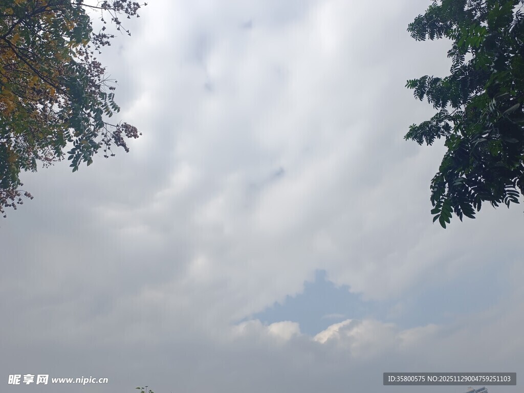 天空中的白云与枝叶