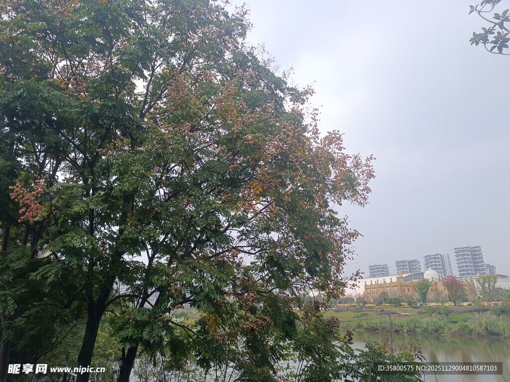 湖畔树木与远处城市景观