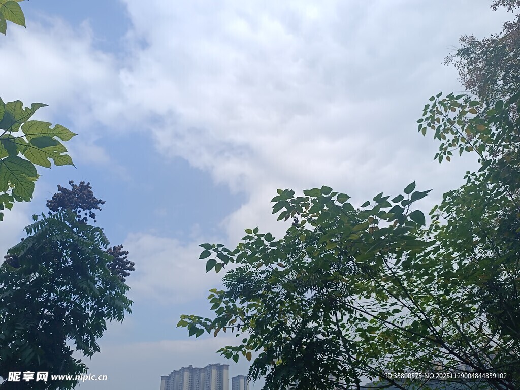 蓝天绿树间的清新景致