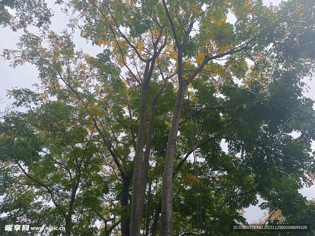 茂密树林中的高大树木