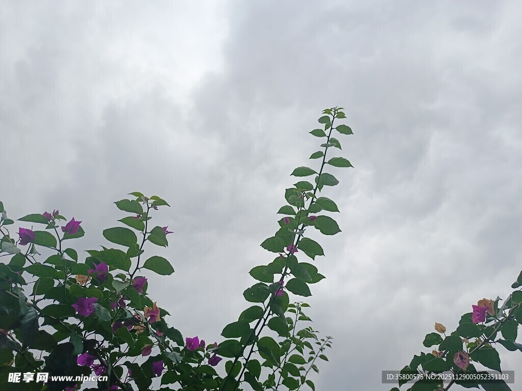天空下的绿植与绽放花朵