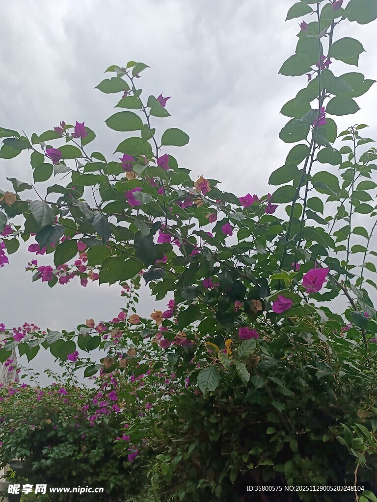 繁花绿叶的户外景致