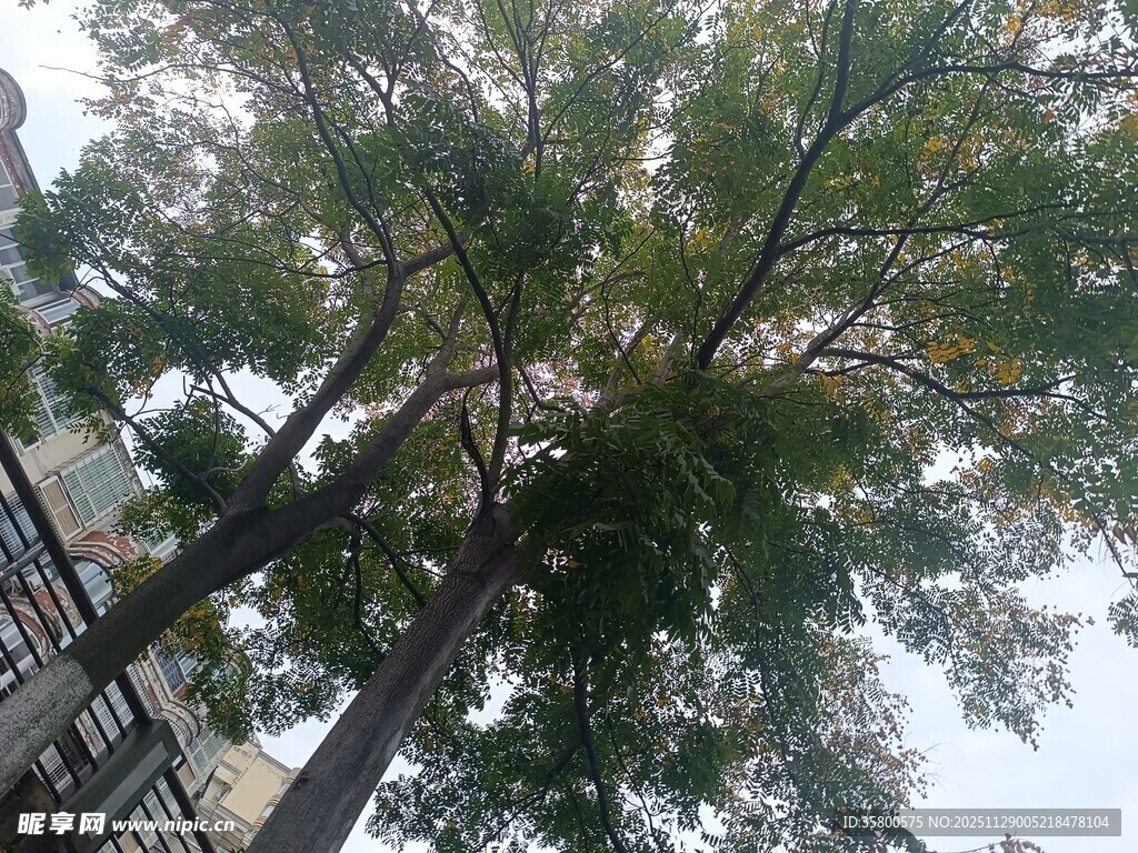 仰视葱郁大树景观