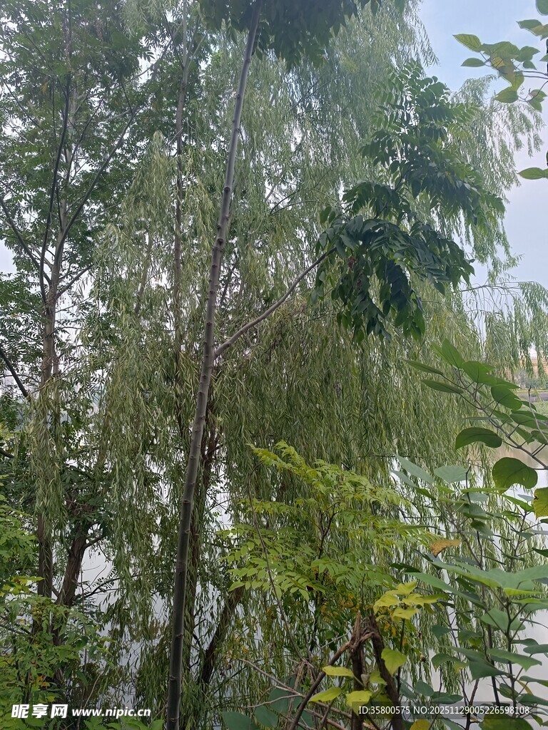 茂密树林中的绿意景致