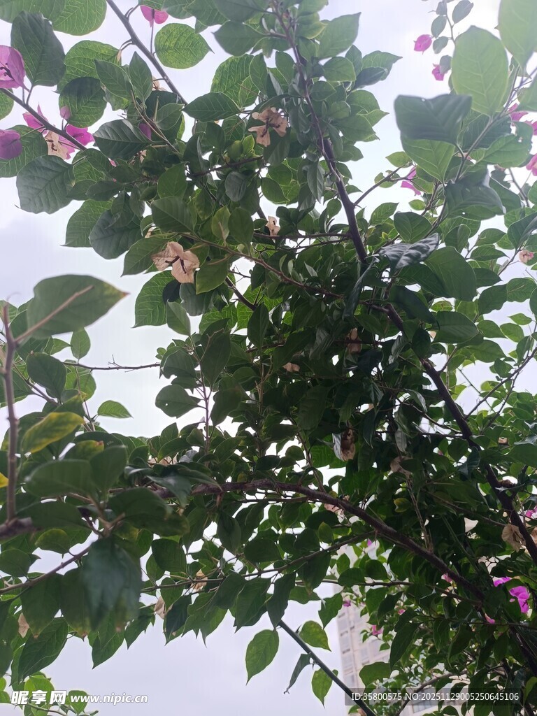 绿叶间的紫色小花