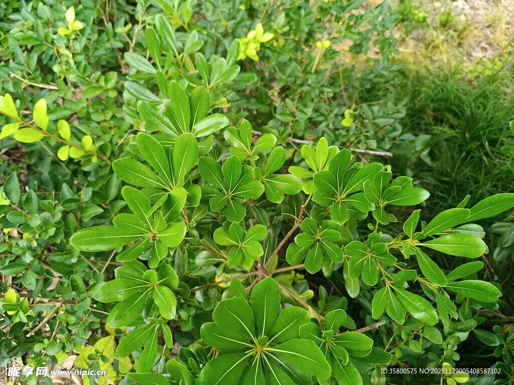 翠绿繁茂的野生植物