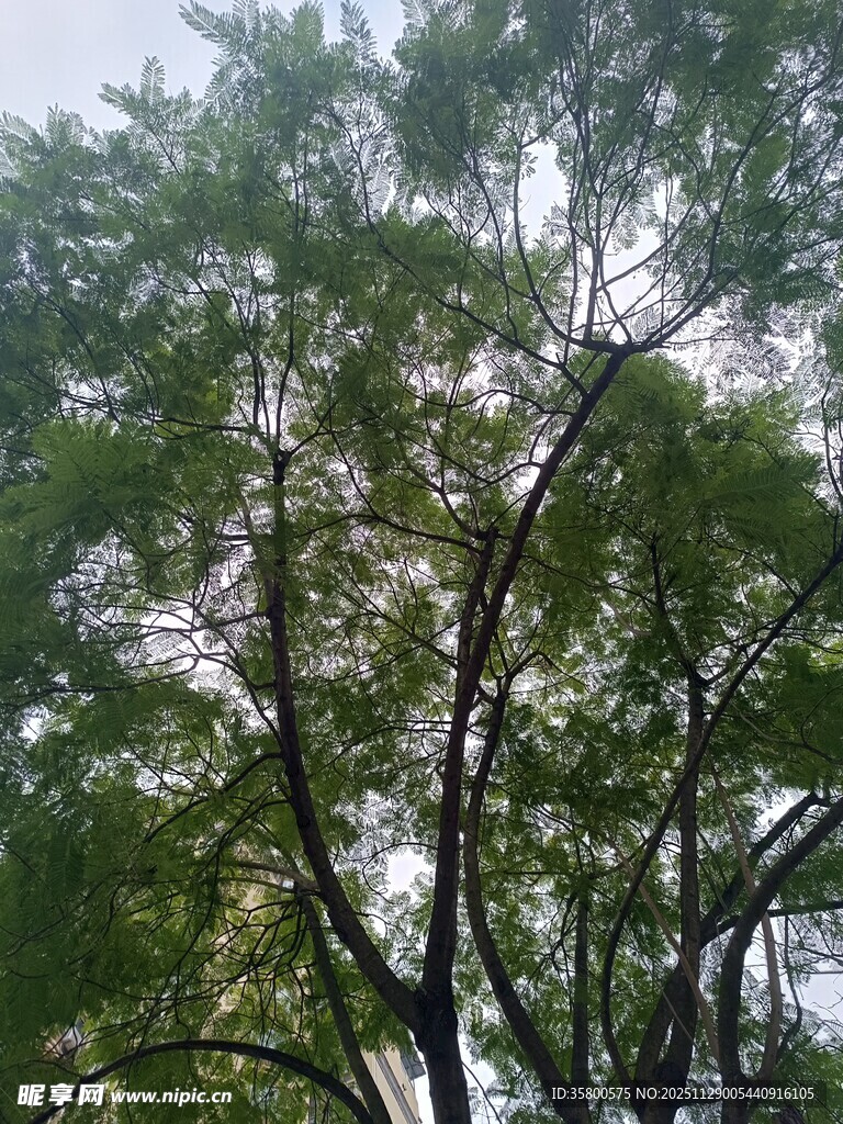 繁茂绿树 