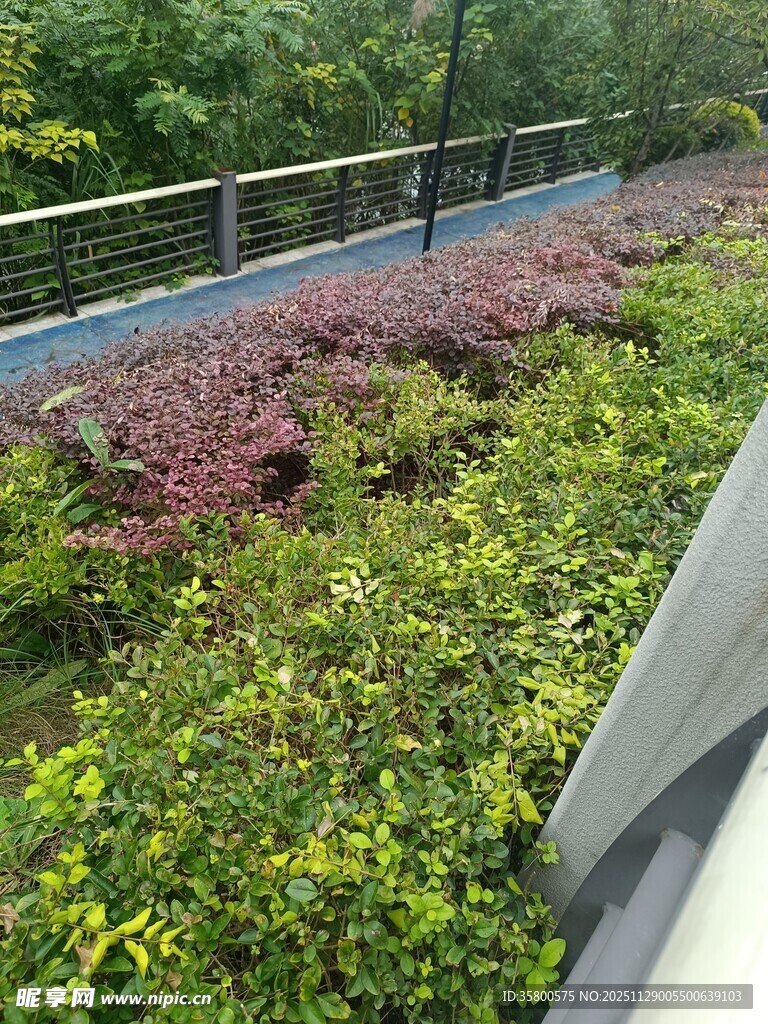 户外多彩绿植景观