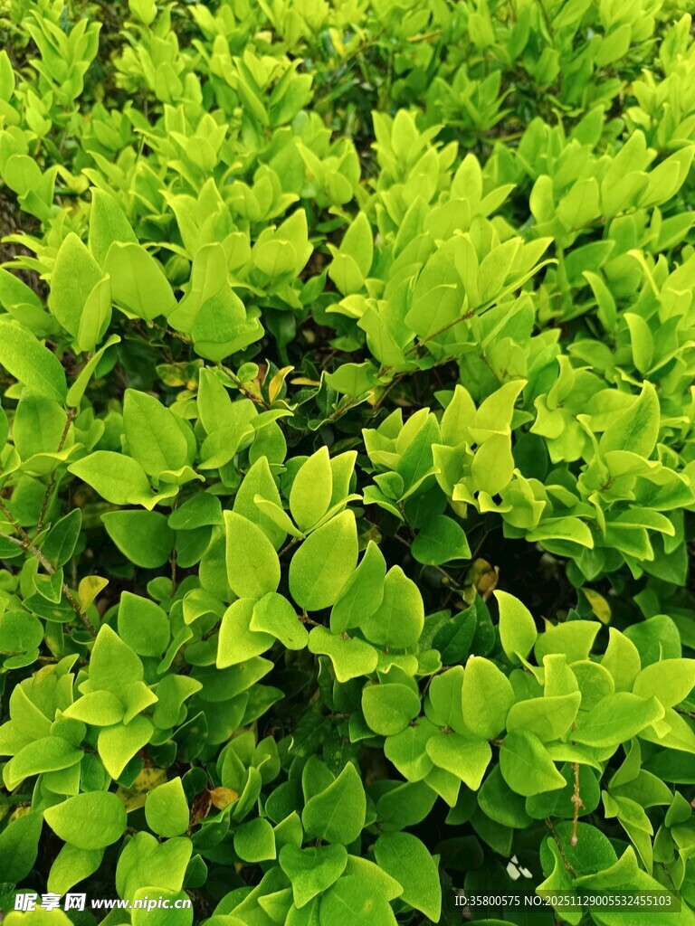 翠绿繁茂的植物叶片