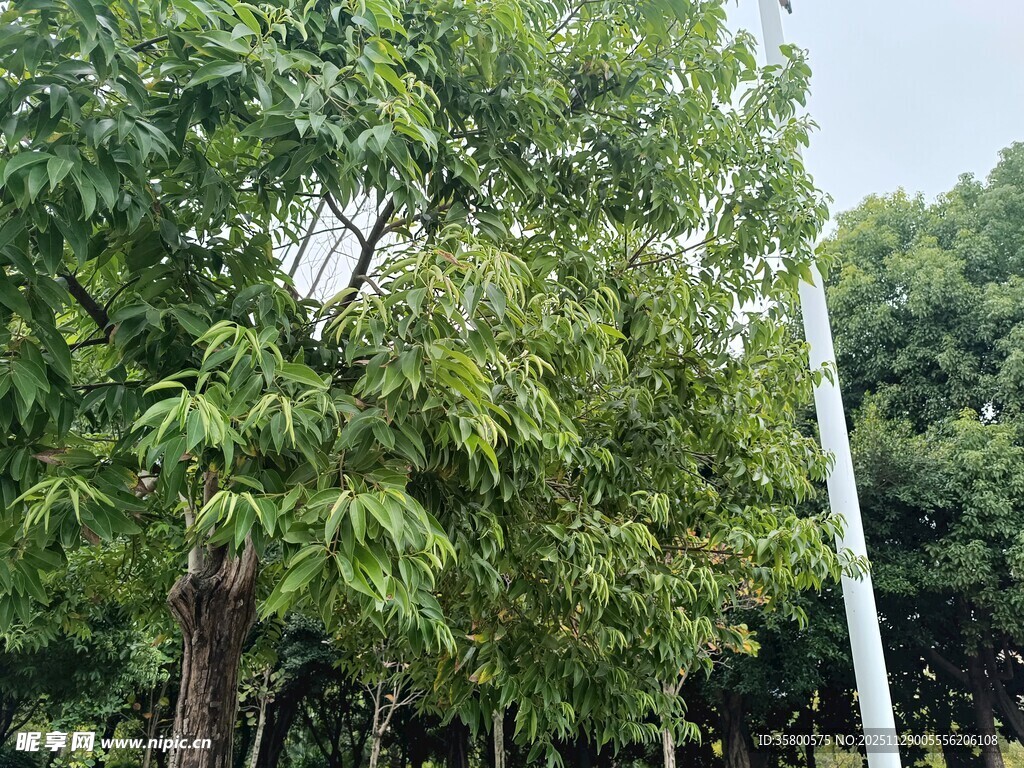 绿树成荫的自然景象