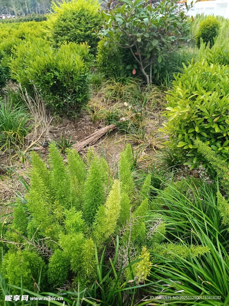 绿意盎然的户外植物景观