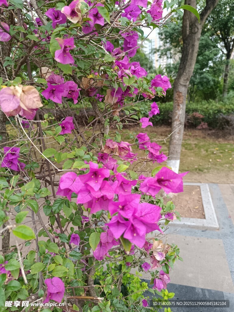 绽放的艳丽三角梅