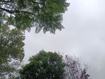 仰视绿树与朦胧天空
