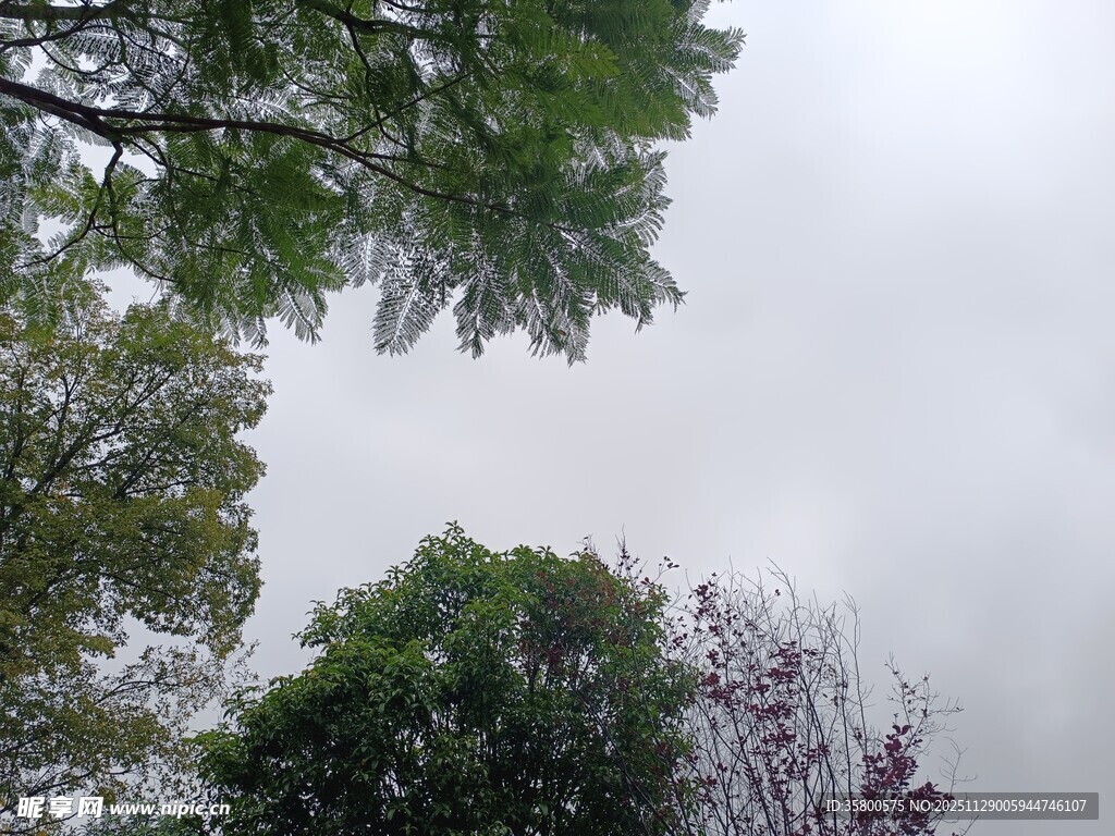 仰视绿树与朦胧天空