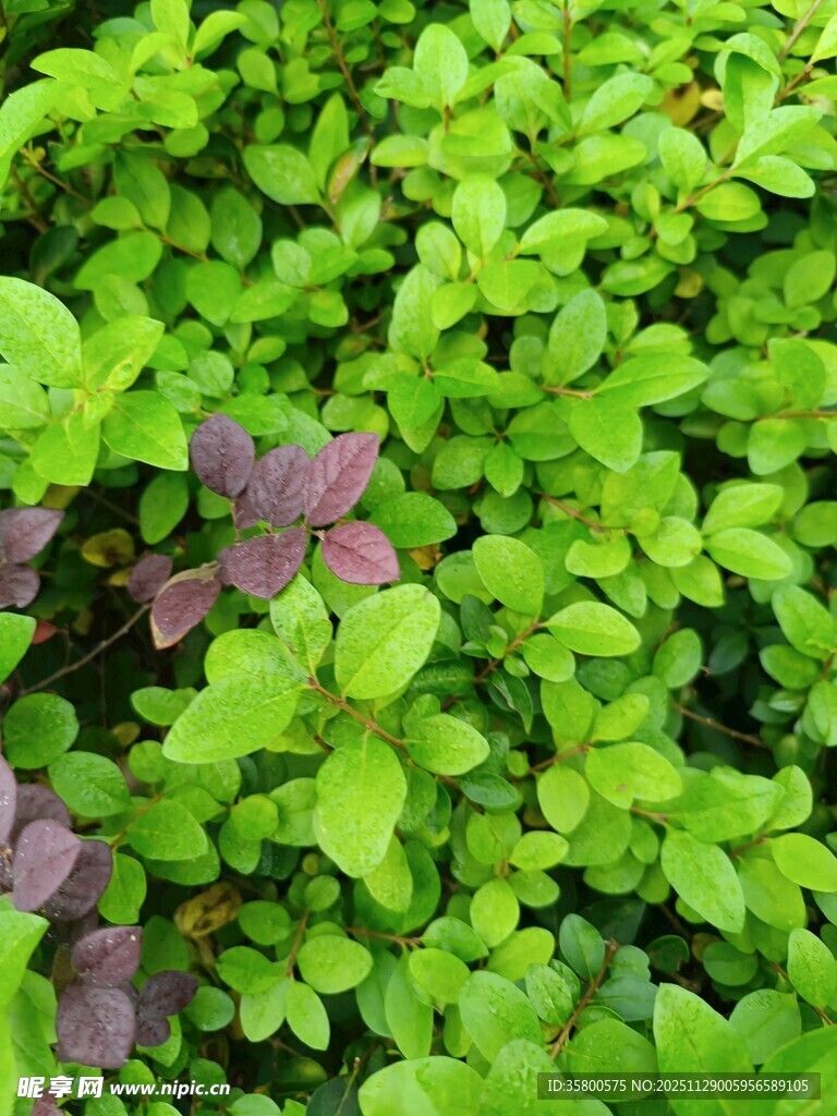 翠绿丛中点缀紫色叶片