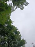 仰视绿树与朦胧天空