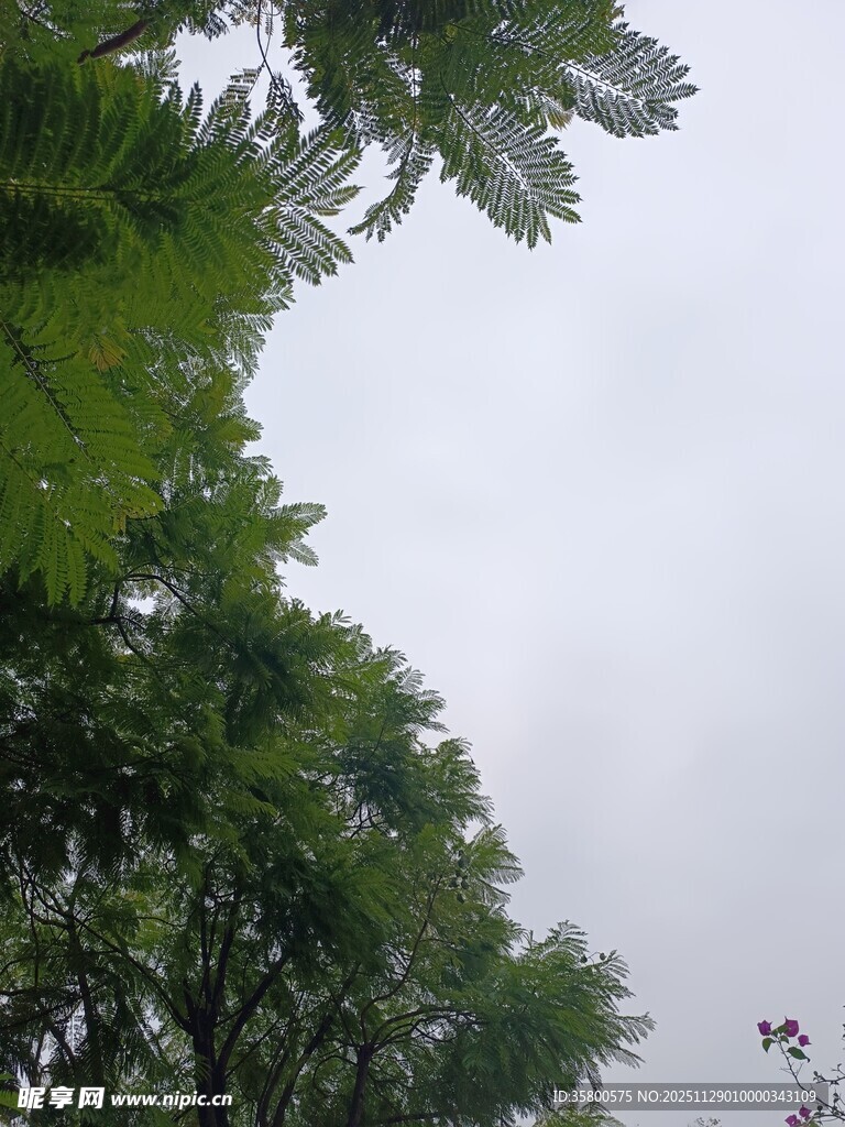 仰视绿树与朦胧天空