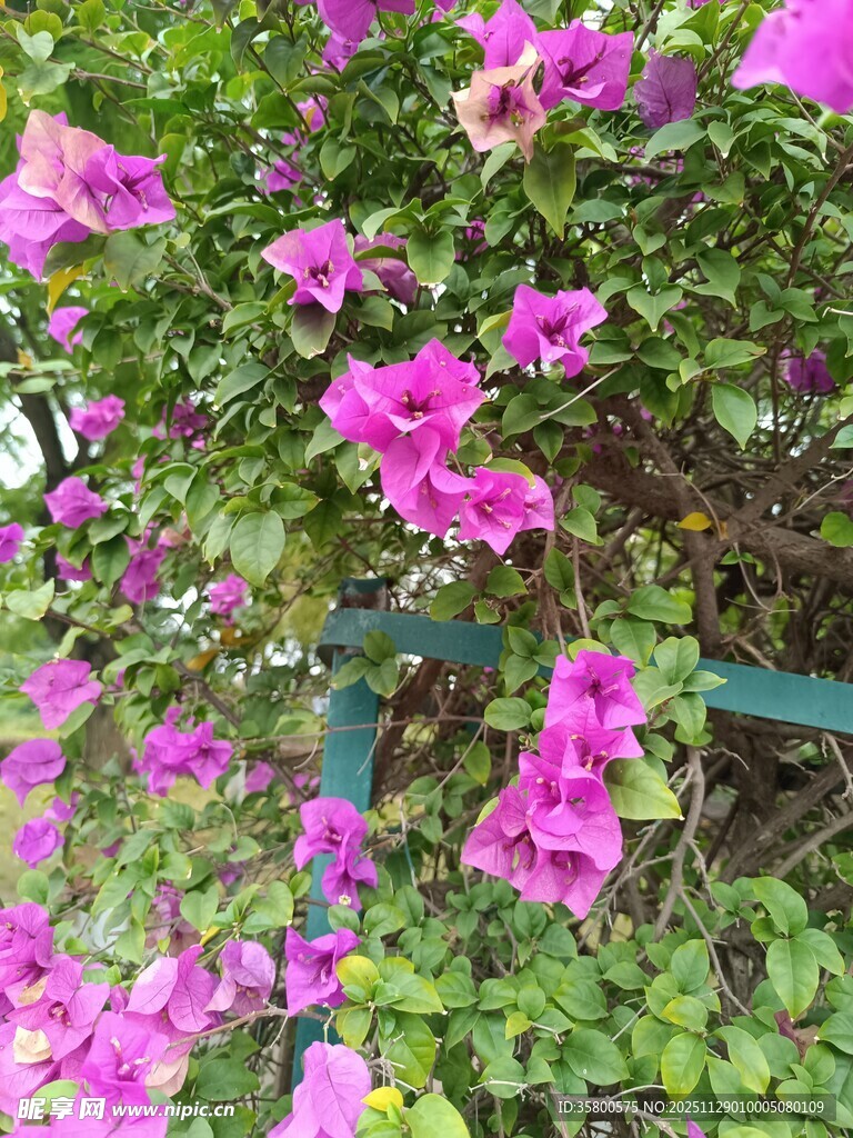 绽放的艳丽三角梅