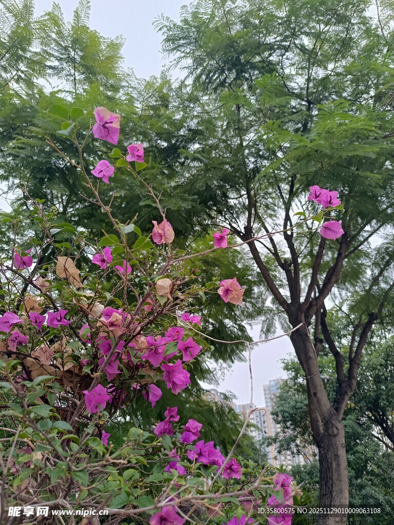 繁花绿树间的自然景致