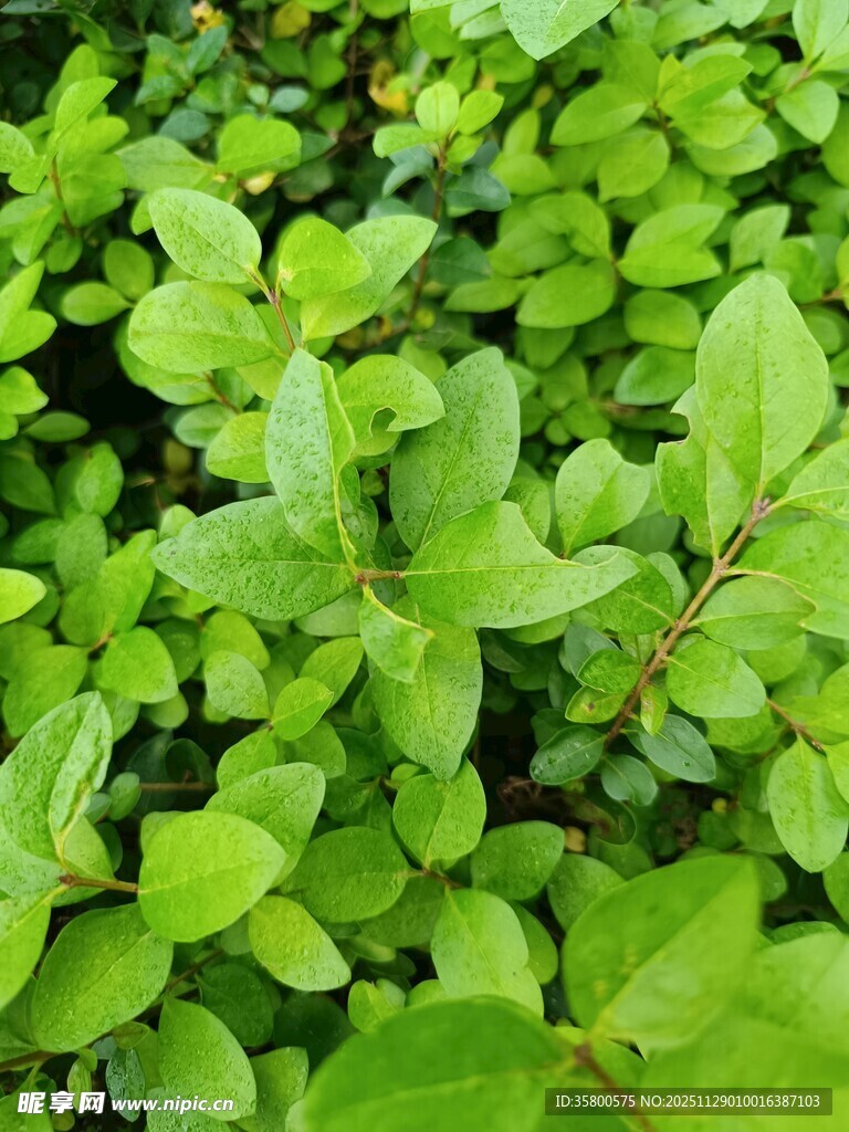 翠绿繁茂的叶片植物