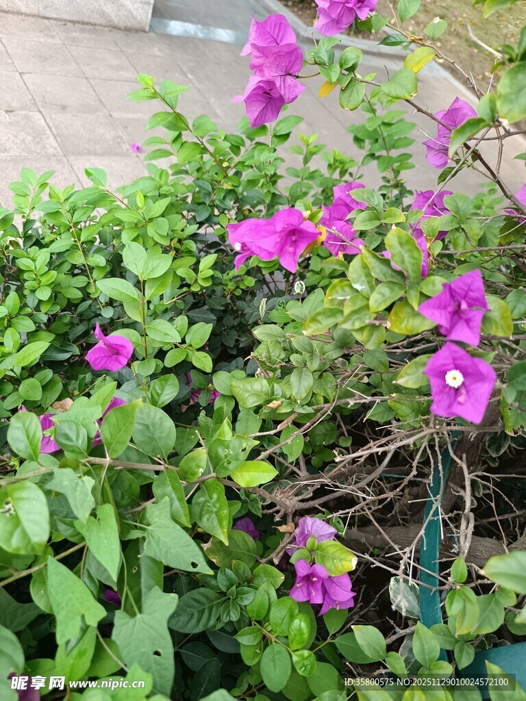 绽放的紫色花卉植物