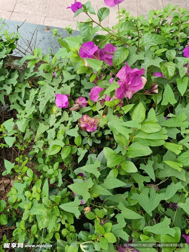 绿叶丛中的艳丽三角梅