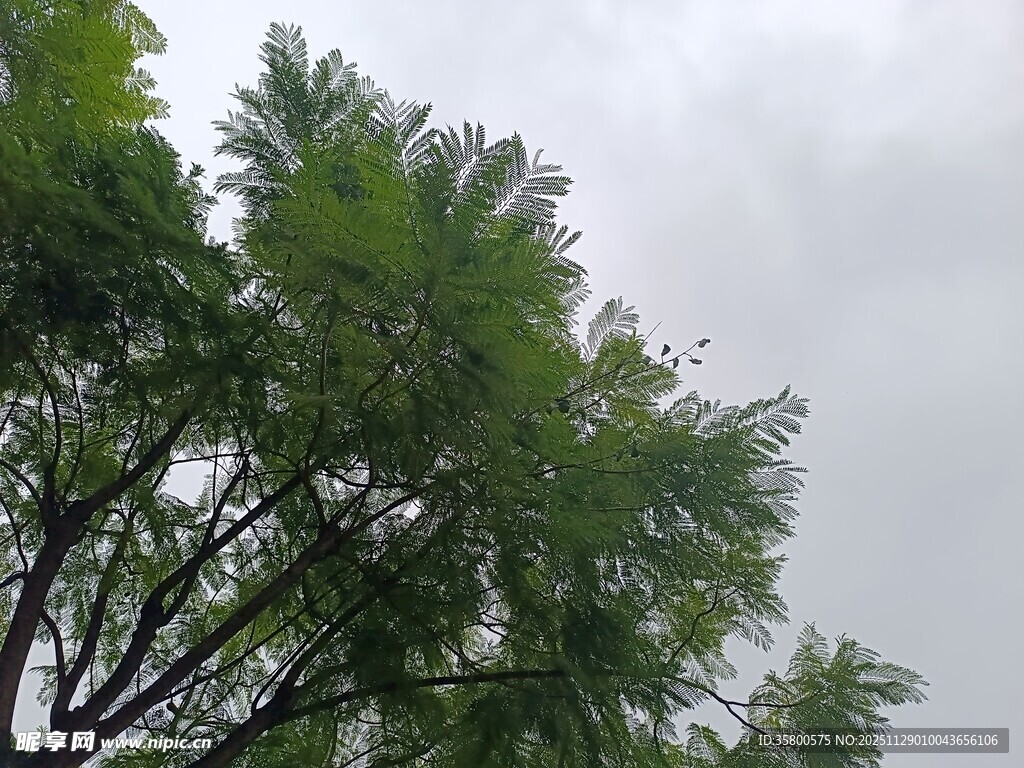 阴天里的繁茂绿树