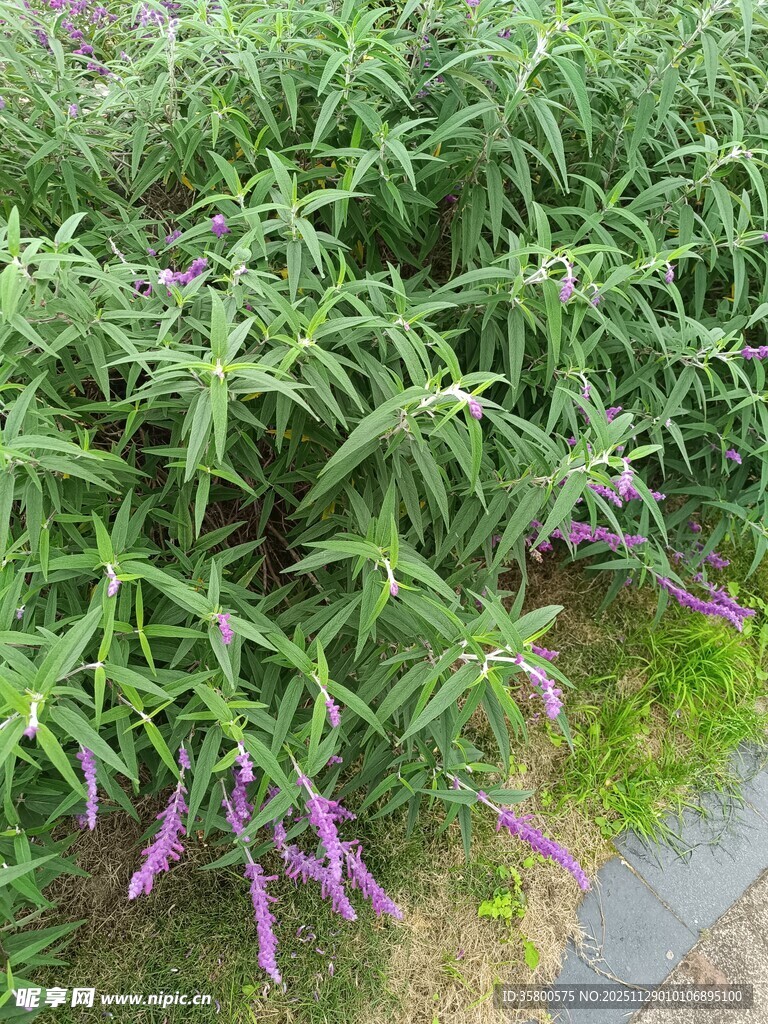 紫色花卉点缀的绿色植物