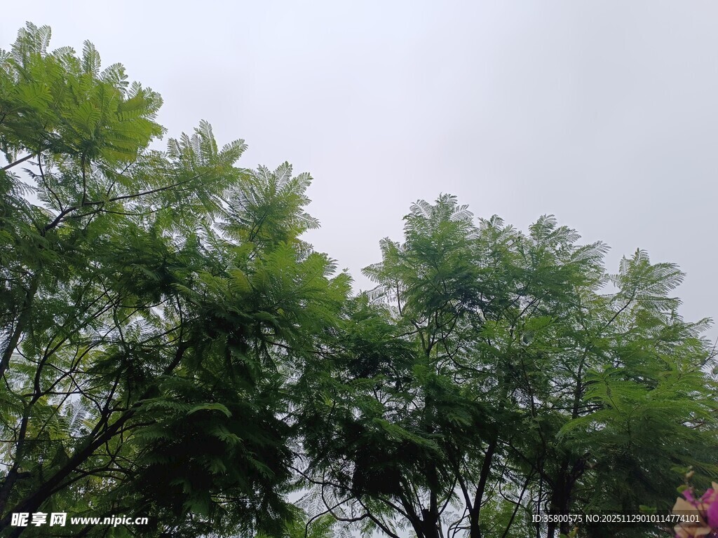 绿树成荫的清新自然景象