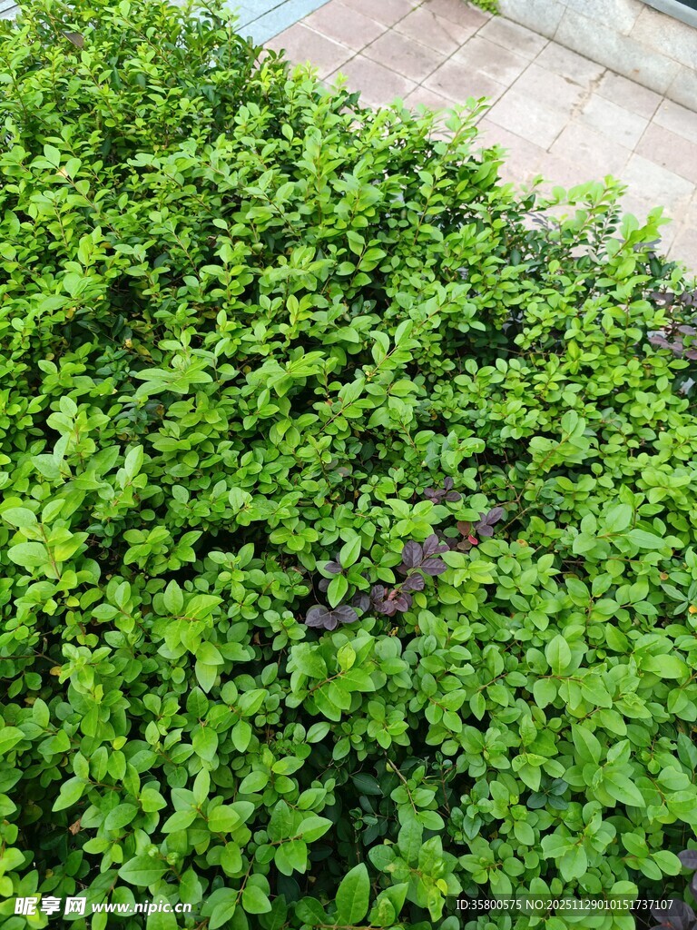 翠绿繁茂的低矮绿植