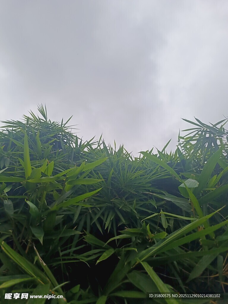 翠绿竹林 