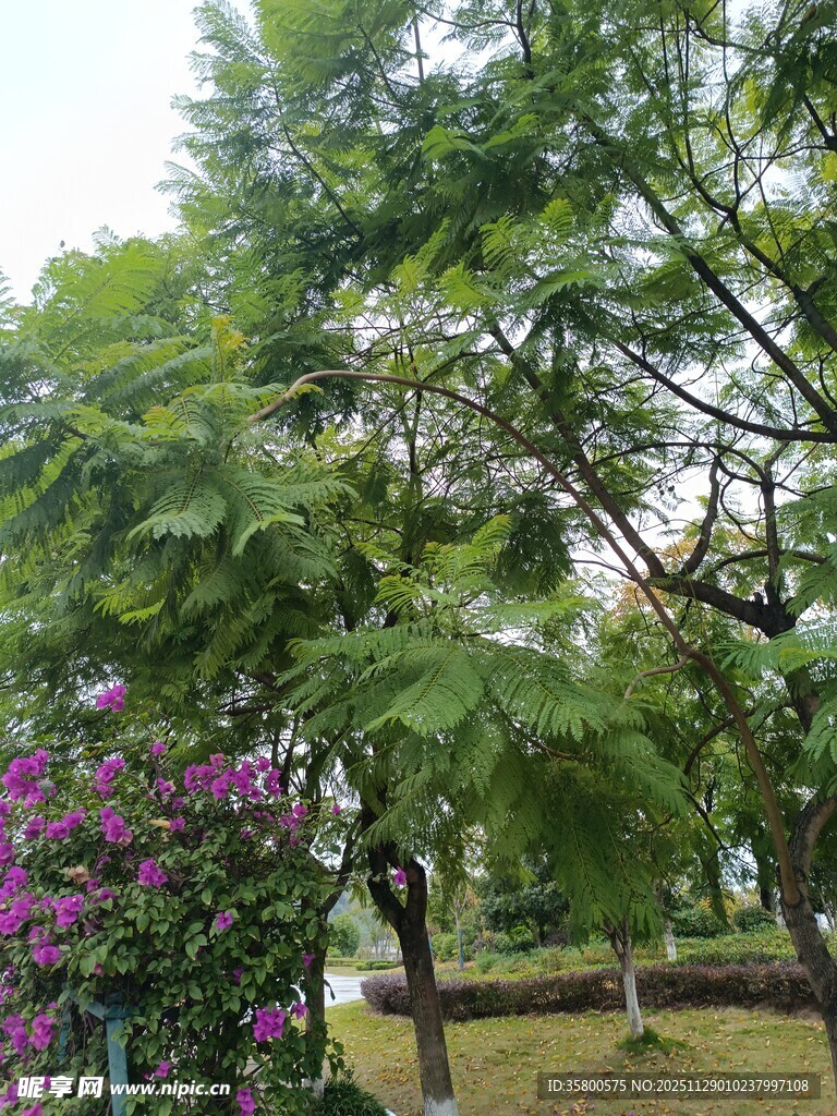 绿树繁花的自然景致