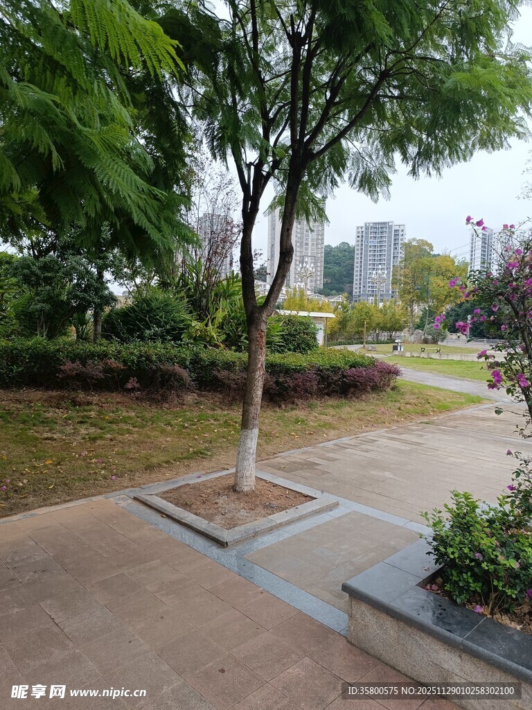 公园小径旁的绿树景观