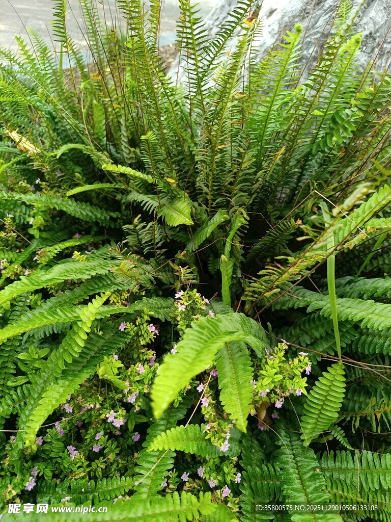 茂盛的绿色蕨类植物