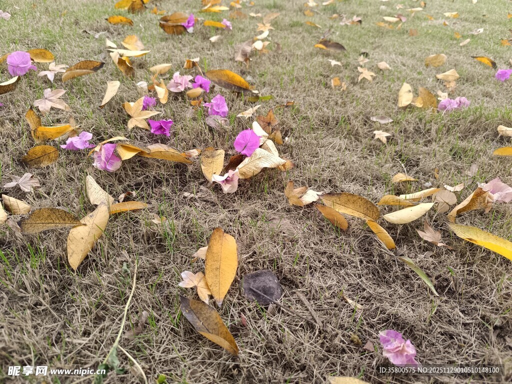 地上散落的花叶