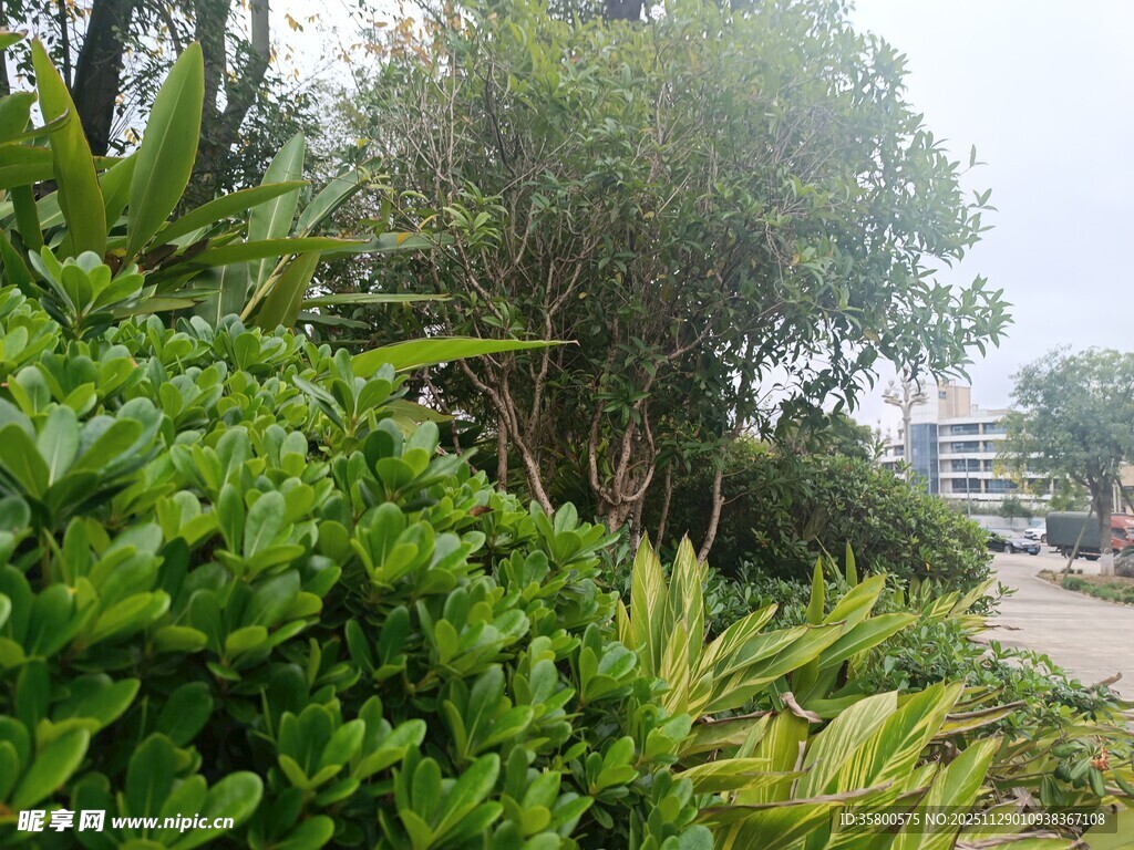 城市中的繁茂绿植景观