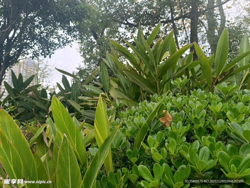 绿意盎然的植物景观