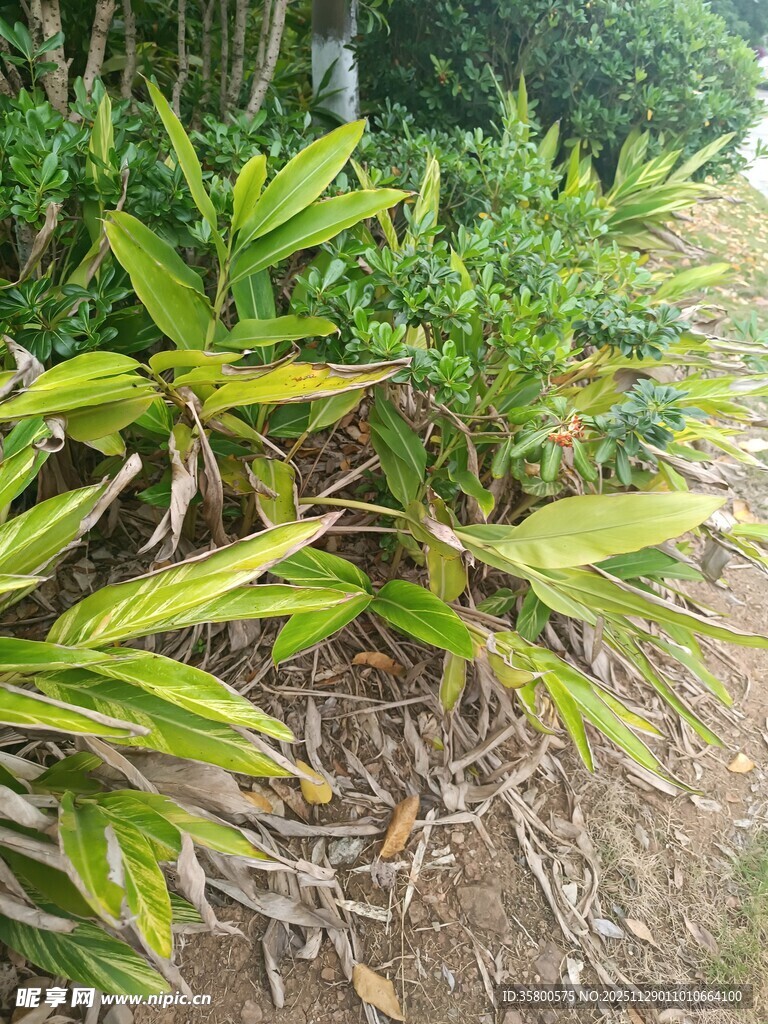 绿叶丛生的地面植物景观