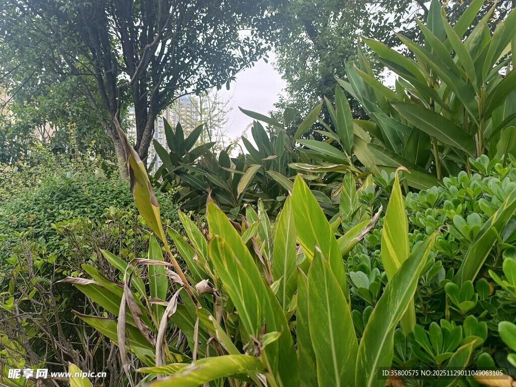 繁茂绿植景观
