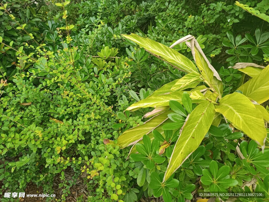 翠绿植物中的鲜嫩叶片