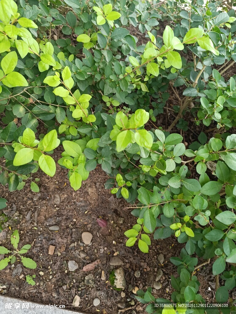 绿叶繁茂的植物景观