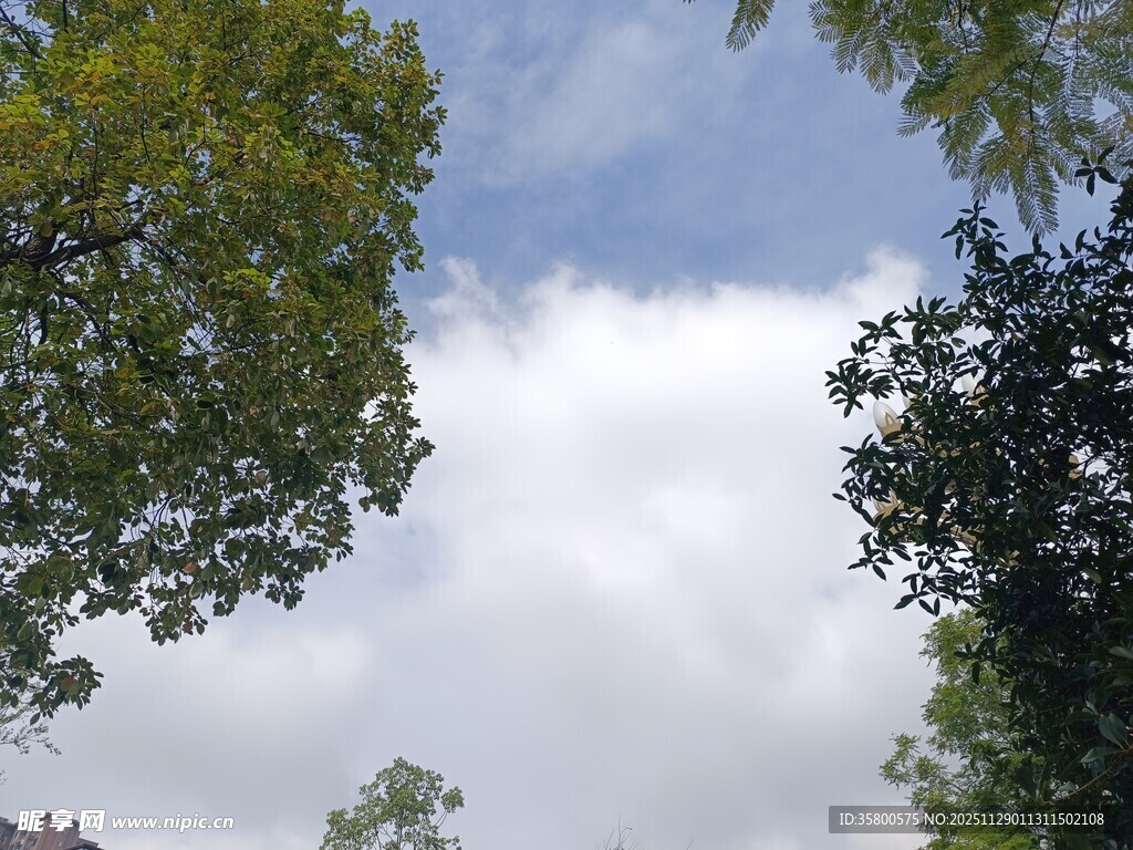 蓝天白云下的葱郁树木