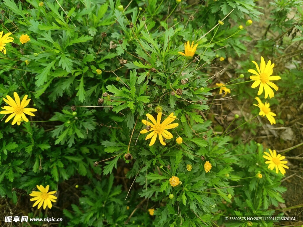 绿叶丛中的黄色小花