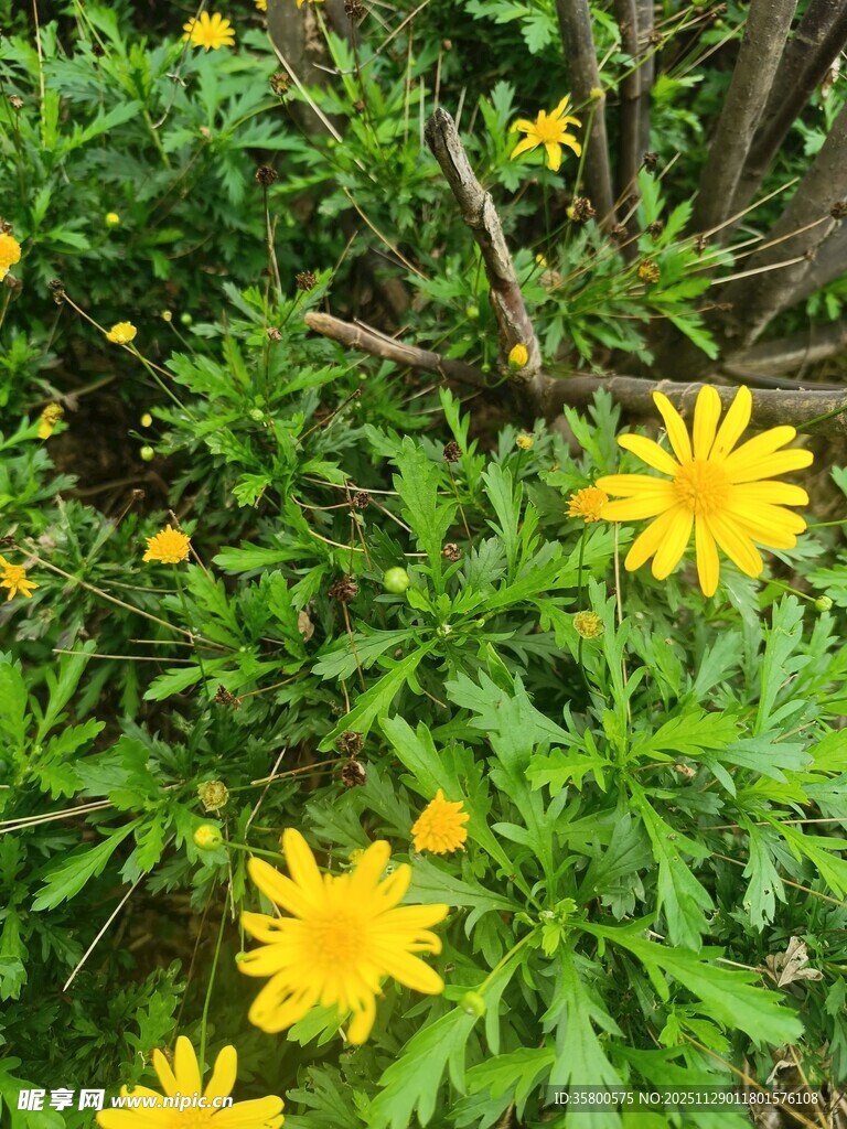 绽放的黄色小花