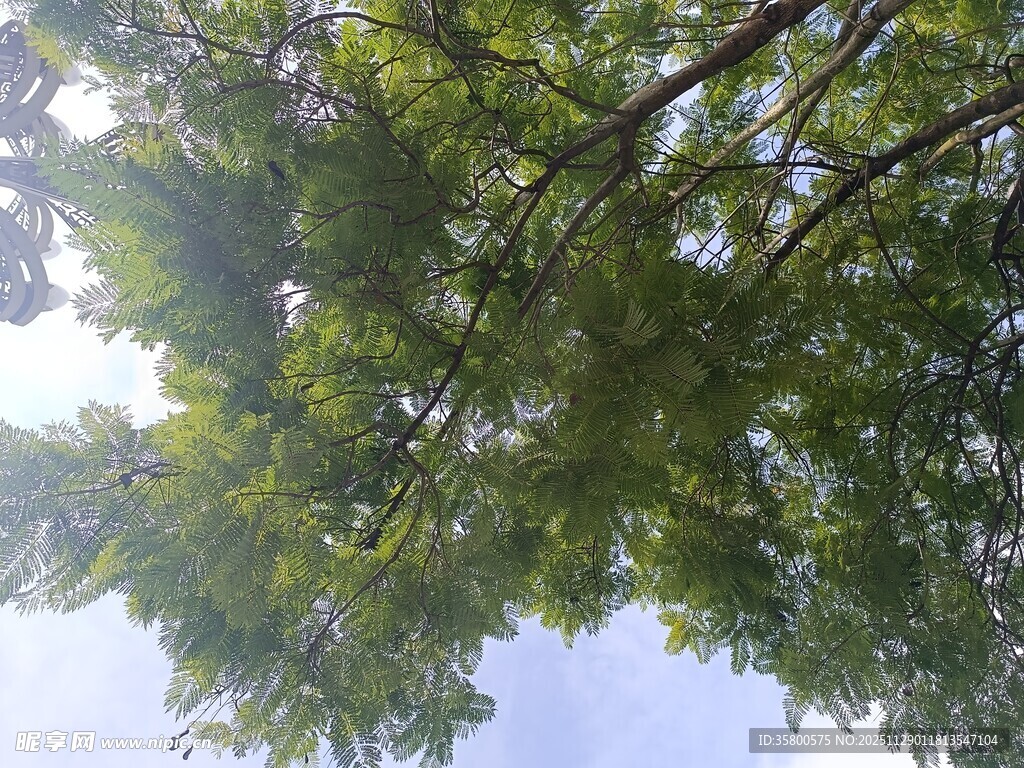 仰视繁茂枝叶