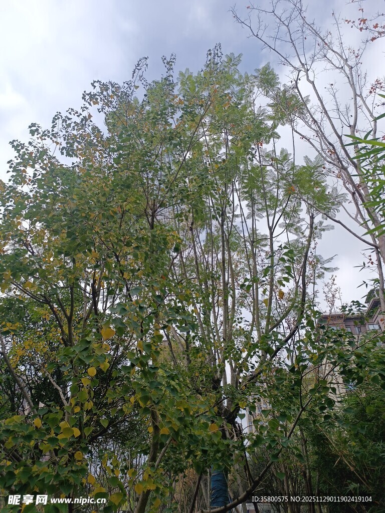 户外繁茂树木景观