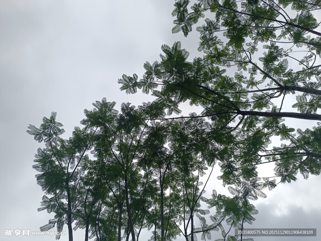 仰视下的繁茂树木