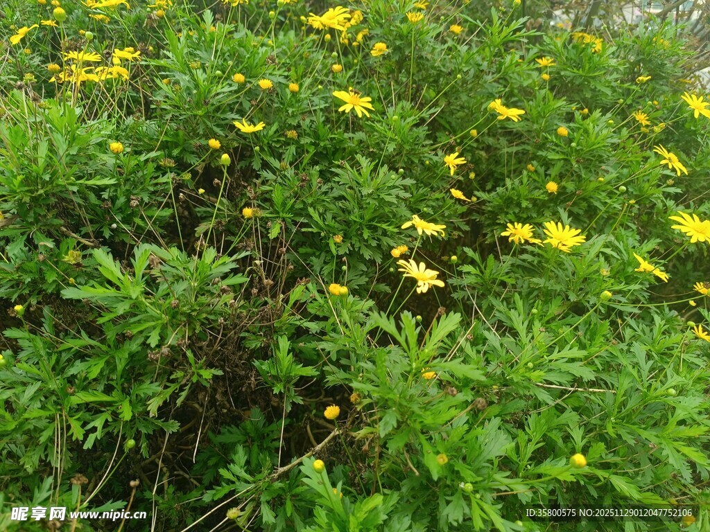 一片绽放的黄色野花